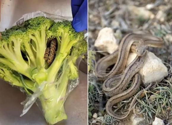 Mua túi rau trong siêu thị, người đàn ông không ngờ mang về nhà cả rắn sống