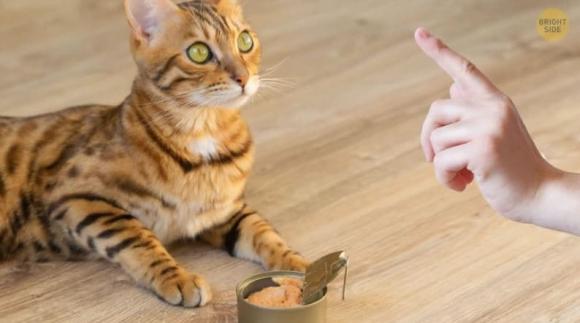 Chó, mèo kén ăn hơn bạn tưởng, chúng không thể ăn sô cô la, một số thực phẩm lại là 'đại kỵ'