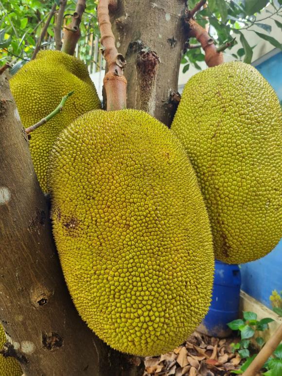 Mít mua về ăn ngay sẽ mất ngon, làm theo cách này để mít chín đều, từng múi mọng nước và ngọt