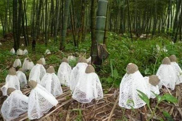 Loại nấm sống trên cây tre ký sinh có tên là “Nấm Tiên” có giá trị dinh dưỡng cao nhưng ít người biết đến