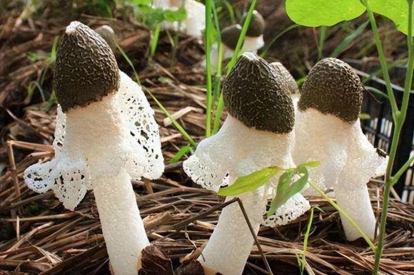 Loại nấm sống trên tre ký sinh, được gọi là 'Tiên nấm', có giá trị dinh dưỡng cao nhưng ít ai biết