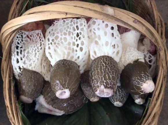 Loại nấm sống trên tre ký sinh, được gọi là 'Tiên nấm', có giá trị dinh dưỡng cao nhưng ít ai biết