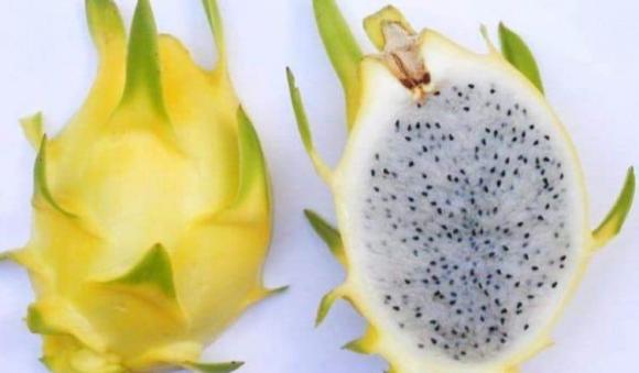Quả thanh long vỏ vàng khác gì quả thanh long bình thường mà có giá lên tới gần 1 triệu đồng/kg?
