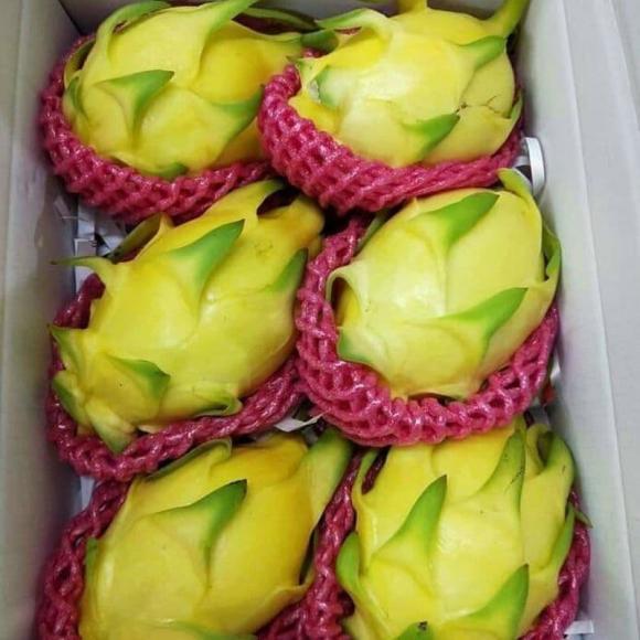 Thanh long ruột vàng có gì khác thanh long thường giá gần 1 triệu đồng/kg?