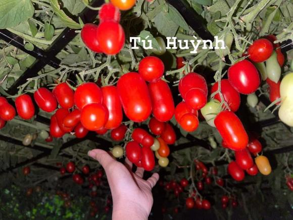 cà chua, trồng cà chua, chăm sóc cà chua
