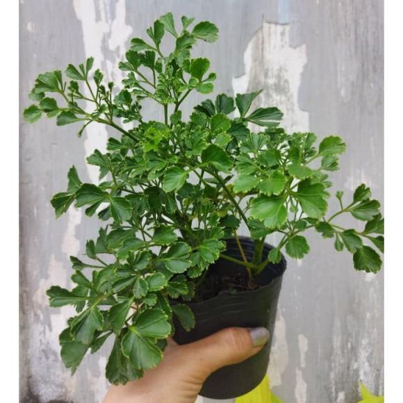 cây phong thủy, cây đặt trong nhà, kiến thức 