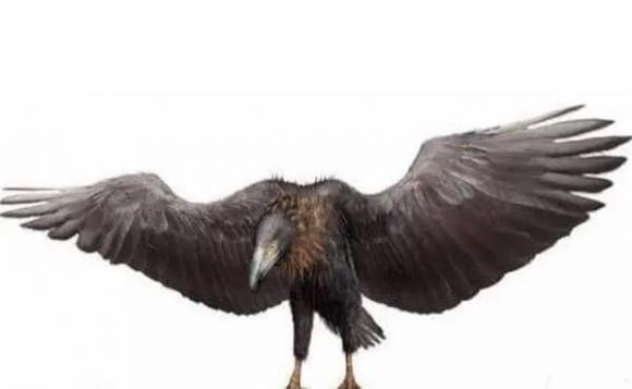 đại bàng khổng lồ Argentina, Đại bàng Argentina, con chim xấu nhất