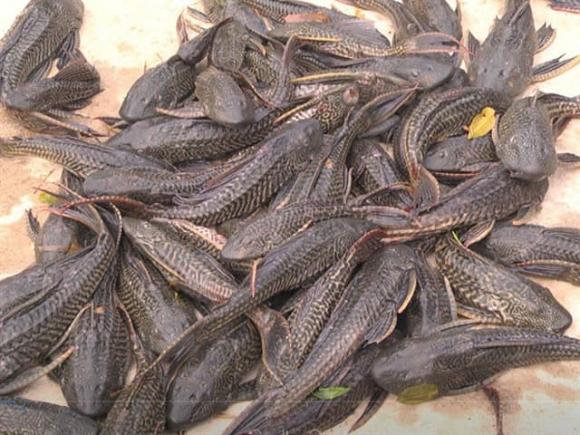 Cá dọn bể (cá lau kiếng) có ăn được không? Những phần nào tuyệt đối không nên thử?