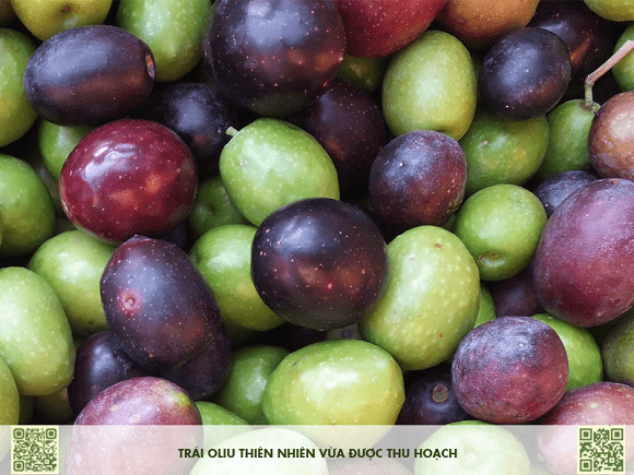 Nippon-Olive-1.png 0 Nippon Olive, dưỡng môi