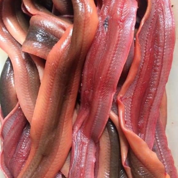 con lươn, món ngon từ lươn, sâm động vật