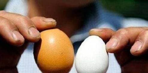 trứng vỏ trắng, trứng vỏ đỏ, mua trứng