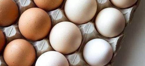 trứng vỏ trắng, trứng vỏ đỏ, mua trứng