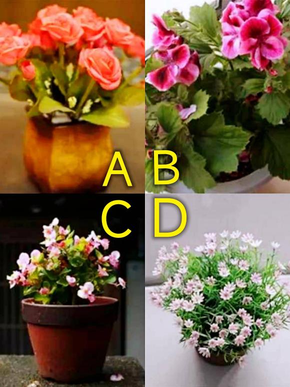 Trắc nghiệm tâm lý, chậu hoa