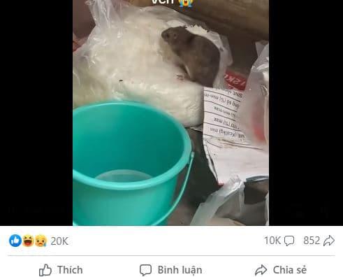 bún trộn, bún trộn có chuột, giới trẻ 