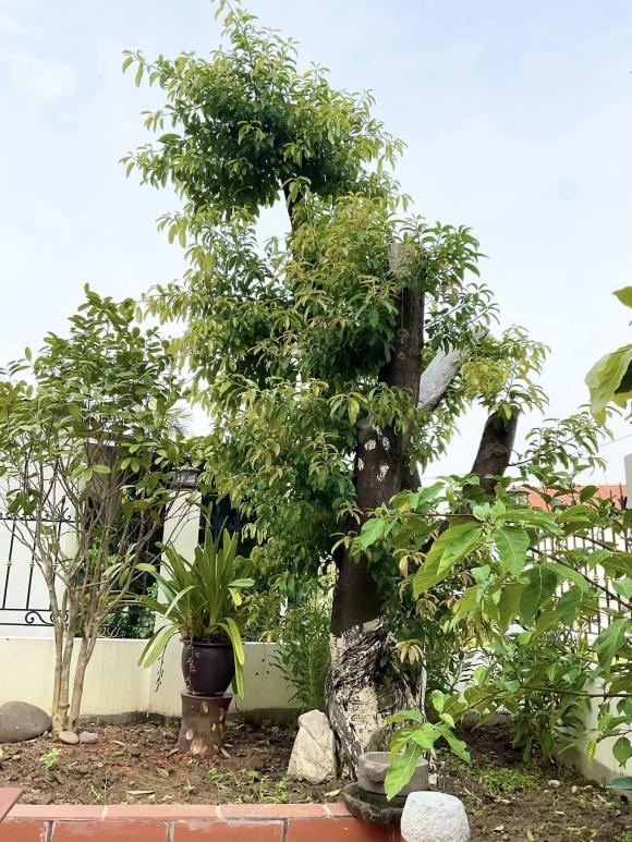 Hồ Phong, nhà diễn viên Hồ Phong, nhà sao 