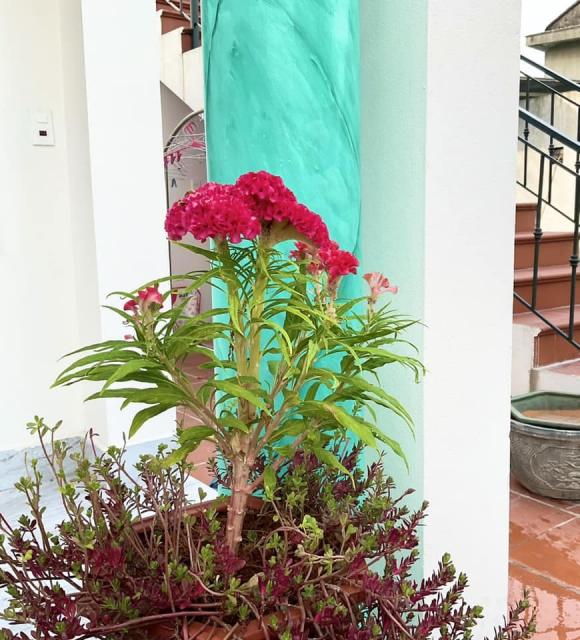 Hồ Phong, nhà diễn viên Hồ Phong, nhà sao 