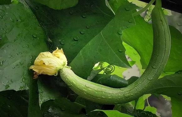 mướp, đồ ăn kị nhau, 