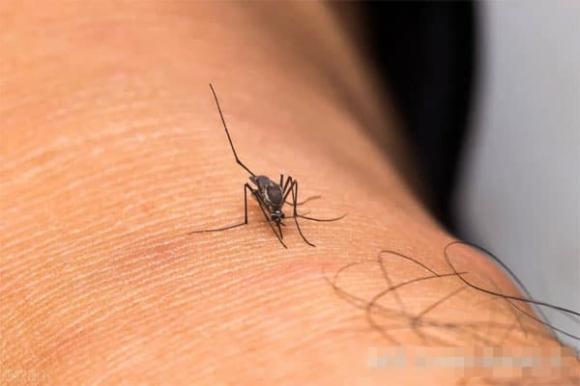 Có nhiều muỗi trong nhà không? Đây thực sự là lời khuyên hữu ích giúp ngăn ngừa nhiễm trùng