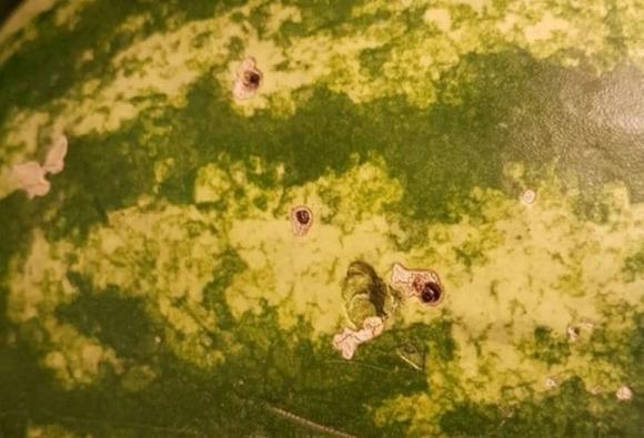 5 dấu hiệu nhận biết dưa hấu chứa nitrat, đừng ăn kẻo rước bệnh