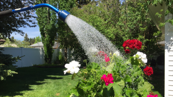 Loại 'nước thải' mà gia đình nào cũng có chính là 'nước vạn năng' để trồng hoa! Mạnh gấp 10 lần nước vo gạo