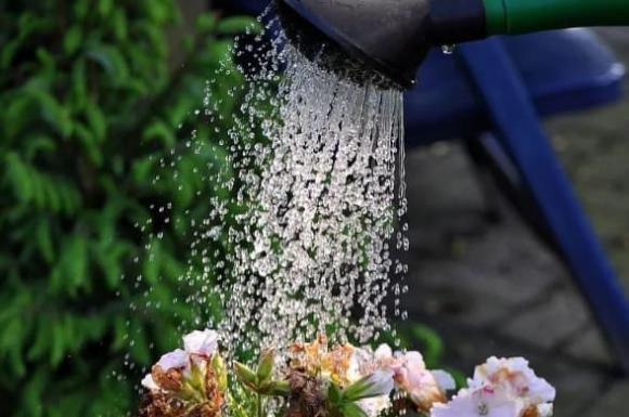 tưới hoa, nước thải điều hòa để tưới hoa, cách trồng hoa đúng cách