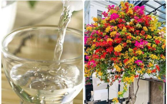 Pha dung dịch có sẵn trong bếp với nước và tưới lên cây hoa giấy, hoa sẽ nở quanh năm.