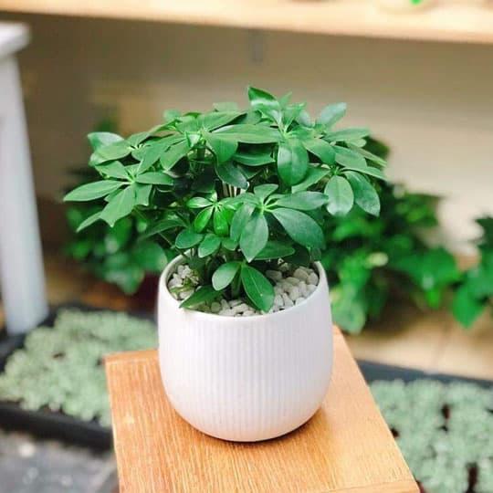 mệnh hỏa, cây phong thủy, cây cảnh trang trí