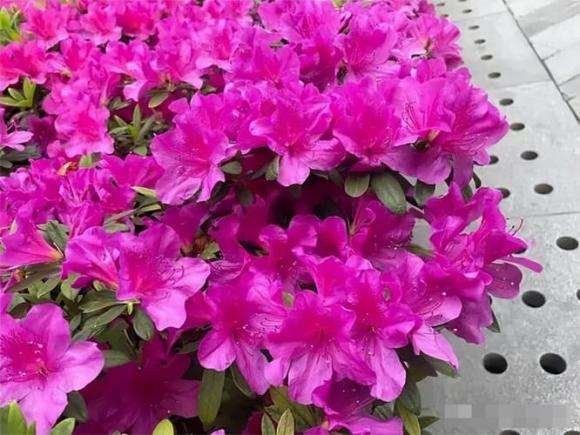 4 loại hoa bị cho vào 'danh sách đen', dù thích đến đâu cũng đừng bỏ tiền mua, không tốt cho sức khỏe