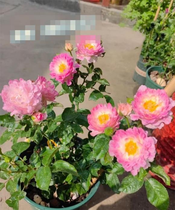 Một giống hoa hồng mới 'nổi đình nổi đám' ngay từ khi mới ra mắt, hoa nhiều, ít gai và kháng bệnh rất đáng để sở hữu.