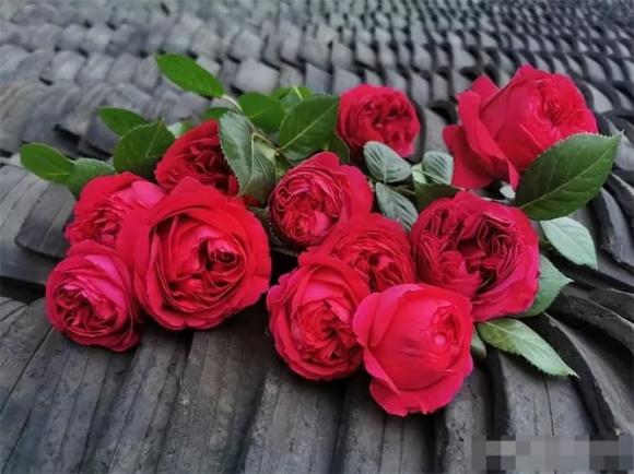 4 loại hoa bị cho vào 'danh sách đen', dù có thích đến đâu cũng đừng bỏ tiền mua, không tốt cho sức khỏe đâu