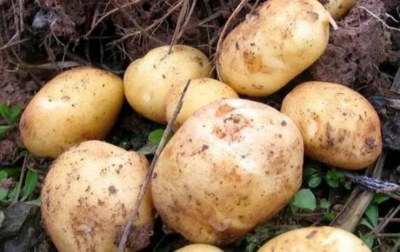 Đâu là sự khác biệt giữa khoai tây vỏ vàng và vỏ trắng? Đầu bếp cho biết có sự khác biệt lớn, mua nhầm thì mất tiền, không ngon