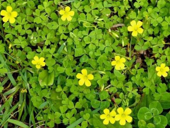 Có một loại rau ngày xưa mọc dại khắp nơi không ai ăn, giờ bán giá hơn trăm nghìn vẫn đắt hàng