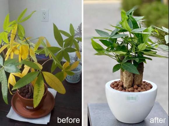 cây vàng lá, cách chữa cây vàng lá, kiến thức 