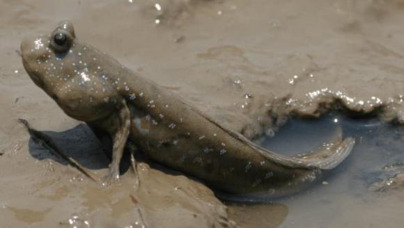 Cá thòi lòi là sinh vật sống dưới đáy nước, tại sao hiện nay phải sống trên bờ? Điều gì đã khiến hiện tượng kỳ lạ này xảy ra?