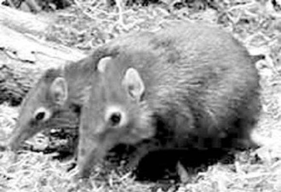 'Voi' nhỏ nhất thế giới đã biến mất 52 năm trước và xuất hiện trở lại: Nó trông giống như một con chuột và nặng chưa đến 1 kg!
