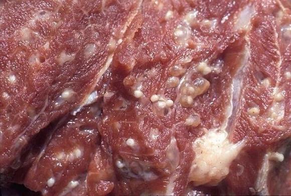 Thịt chứa ký sinh trùng dễ nhận biết bằng cách này, ăn phải thịt nhiễm độc, dấu hiệu cơ thể là gì?