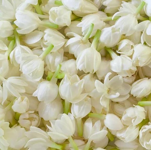 View - Loài hoa nở rụng đầy vườn ở Việt Nam, nhưng ở nước ngoài trở thành 'ngọc trắng', tinh chất hoa có giá 100 triệu đồng/lít