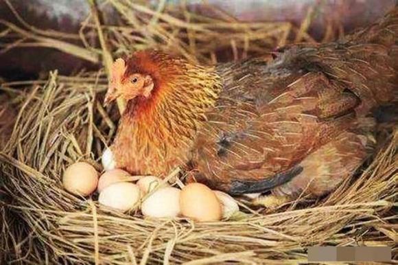 mua trứng, chọn trứng, trứng gà, mẹo hay