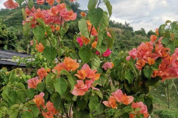trồng cây, trồng hoa giấy, tưới cây, tưới hoa giấy, chăm sóc hoa giấy