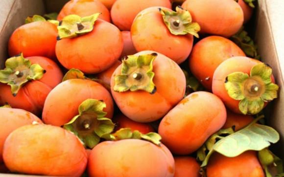 Hồng là đặc sản mùa thu, giàu vitamin hơn cam nhưng bạn đã biết cách chọn hồng ngon, không bị chát