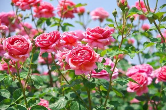 hoa hồng, trồng hoa hồng, ý nghĩa phong thủy của hoa hồng