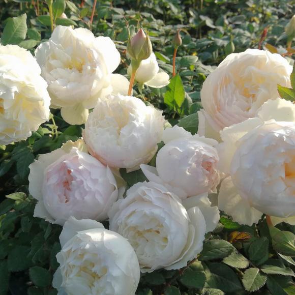 View - Hoa hồng có ý nghĩa gì trong phong thủy? Trồng hoa hồng màu gì để hợp mệnh và may mắn?
