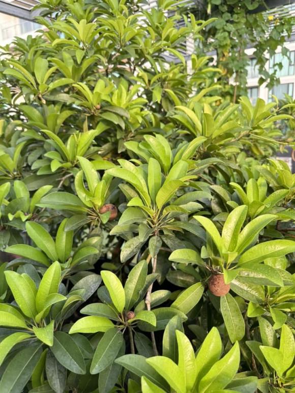 Diệp bảo ngọc,nhà của diệp bảo ngọc,sao việt