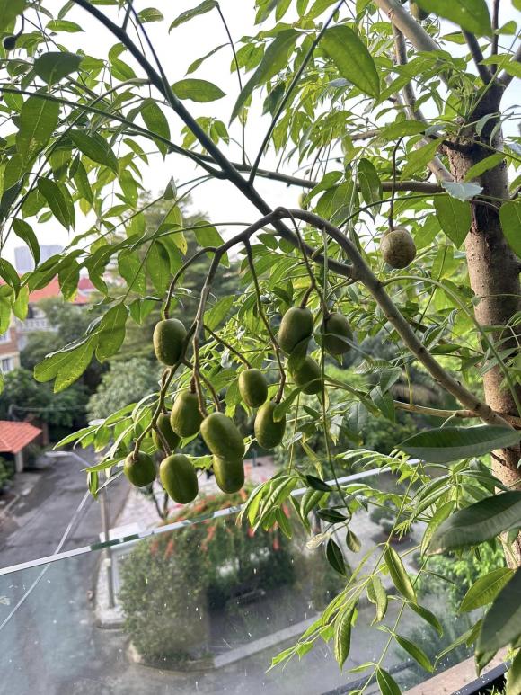 Diệp bảo ngọc,nhà của diệp bảo ngọc,sao việt