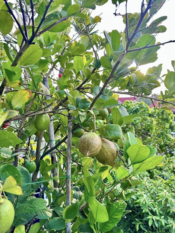 View - Diệp Bảo Ngọc khoe khu vườn cây trái xanh mướt trên sân thượng căn nhà phố rộng hàng trăm mét vuông
