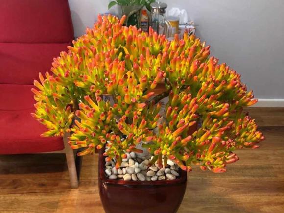 6 loại cây nghe tên đã thấy “hút tiền”, trồng một chậu sẽ giúp gia chủ phát tài hơn