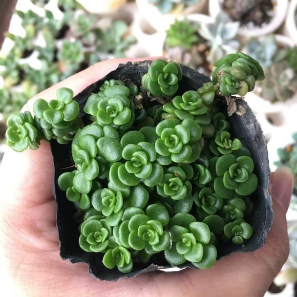 6 loại sen đá nghe tên đã thấy 'hút tiền', trồng 1 chậu sẽ giúp gia chủ thêm phát tài
