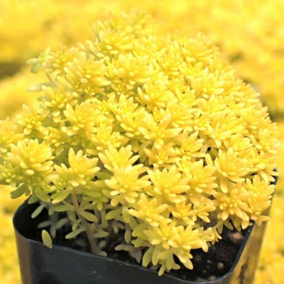 6 loại sen đá nghe tên đã thấy 'hút tiền', trồng 1 chậu sẽ giúp gia chủ thêm phát tài