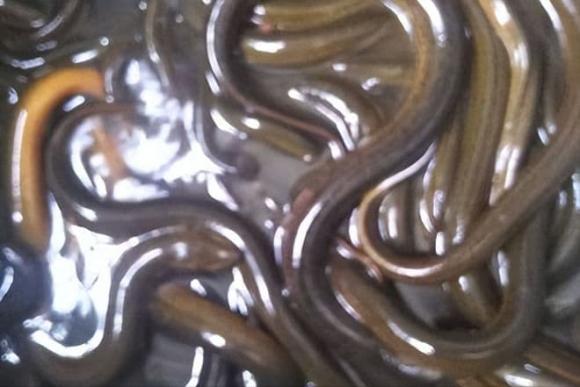 rắn, lươn, vì sao rắn kinh hoàng lươn, Lươn Monopterus