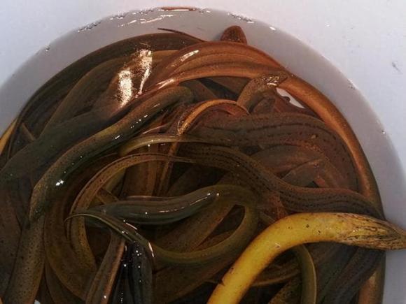rắn, lươn, tại sao rắn sợ lươn, Lươn Monopterus